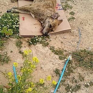 Ακόμα τρία σκυλιά δολοφονημένα με φόλες στα Μέγαρα Αττικής 6 MegaraDilitiriasmenosSkylos22 3 2020 5