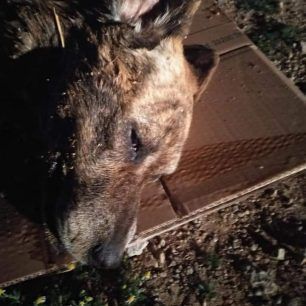 Ακόμα τρία σκυλιά δολοφονημένα με φόλες στα Μέγαρα Αττικής 7 MegaraDilitiriasmenosSkylos22 3 2020 6