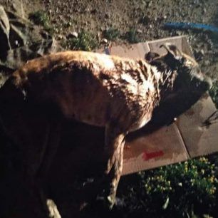 Ακόμα τρία σκυλιά δολοφονημένα με φόλες στα Μέγαρα Αττικής 8 MegaraDilitiriasmenosSkylos22 3 2020 7