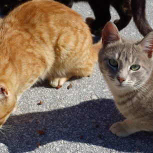 «Μένουμε σπίτι αλλά δεν ξεχνάμε τις αδέσποτες ζωές» 3 MeteoraGates18 3 2020 2