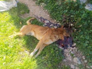 Συνελήφθη άνδρας που πυροβόλησε και σκότωσε σκύλο στη Μιδέα Αργολίδας