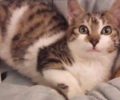 Χάθηκε αρσενική γάτα στο Περιστέρι Αττικής