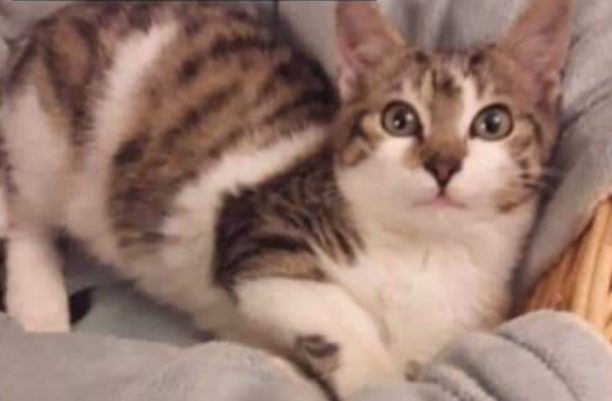Χάθηκε αρσενική γάτα στο Περιστέρι Αττικής