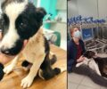 Ταξίδεψαν απ'την Ολλανδία για να υιοθετήσουν τον παράλυτο σκύλο που κάποιος πέταξε στη Μονεμβασιά Λακωνίας (βίντεο)