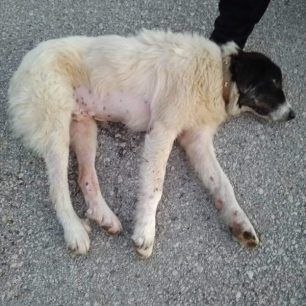Συστηματική δολοφονία αδέσποτων σκυλιών και γατιών με φόλες στη Μουριά Τρικάλων 5 MouriaTrikalonDilitiriasmenaSkylia 1