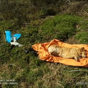 Συστηματική δολοφονία αδέσποτων σκυλιών και γατιών με φόλες στη Μουριά Τρικάλων 3 MouriaTrikalonDilitiriasmenaSkylia 1