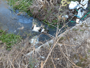 Συστηματική δολοφονία αδέσποτων σκυλιών και γατιών με φόλες στη Μουριά Τρικάλων