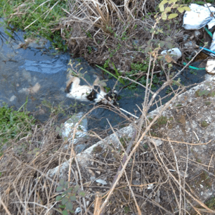 Συστηματική δολοφονία αδέσποτων σκυλιών και γατιών με φόλες στη Μουριά Τρικάλων 1 MouriaTrikalonDilitiriasmenaSkylia 4