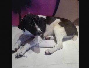 Χάθηκε θηλυκός σκύλος που ζούσε για χρόνια έξω από το Δημαρχείο στα Σπάτα