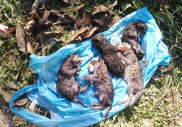 Λέσβος: Νεκρά 5 νεογέννητα γατάκια που κάποιος έκλεισε σε σακούλα και πέταξε στον δρόμο