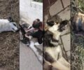 Μαζικές δολοφονίες ζώων με φόλες σε κάθε περιοχή της Νάουσας και του νομού Ημαθίας (βίντεο)