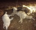 Ακόμα τρία σκυλιά δολοφονημένα με φόλες στη Νάουσα Ημαθίας