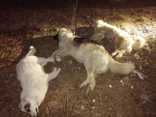 Ακόμα τρία σκυλιά δολοφονημένα με φόλες στη Νάουσα Ημαθίας