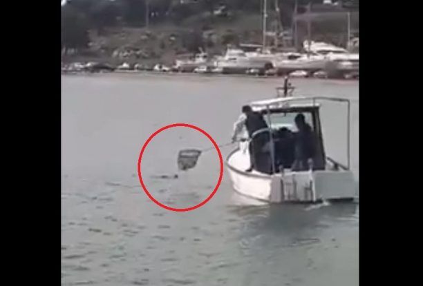 Ψαράδες έσωσαν γάτα που έπεσε στο λιμάνι στη Νέα Πέραμο Αττικής (βίντεο)