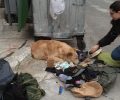 Νέο Φάληρο Αττικής: Αναζητούν σπιτικό για τον σκύλο του άστεγου άνδρα που πέθανε