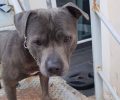 Χάθηκε αρσενικός γκρι σκύλος ράτσας Πίτμπουλ στη Νέα Φιλαδέλφεια Αττικής