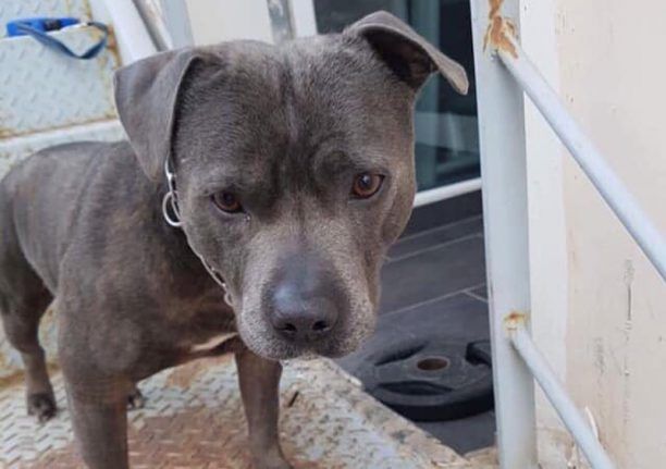 Χάθηκε αρσενικός γκρι σκύλος ράτσας Πίτμπουλ στη Νέα Φιλαδέλφεια Αττικής
