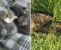 Τρεις γάτες νεκρές από φόλα στο Νησί Ημαθίας – Αναζητούν γατομάνα για να θηλάσει ορφανά γατάκια