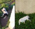 Σκυλιά νεκρά από φόλες στην Οινόη Αττικής