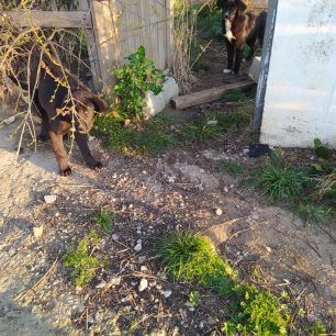 Σκυλιά νεκρά από φόλες στην Οινόη Αττικής 2 OinoiSkyliaDilitiriasmena12 3 2020 2
