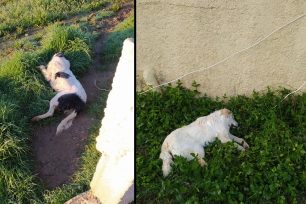 Σκυλιά νεκρά από φόλες στην Οινόη Αττικής