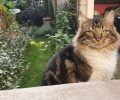 Βρέθηκε - Χάθηκε αρσενική γάτα στο Παλαιό Φάληρο Αττικής