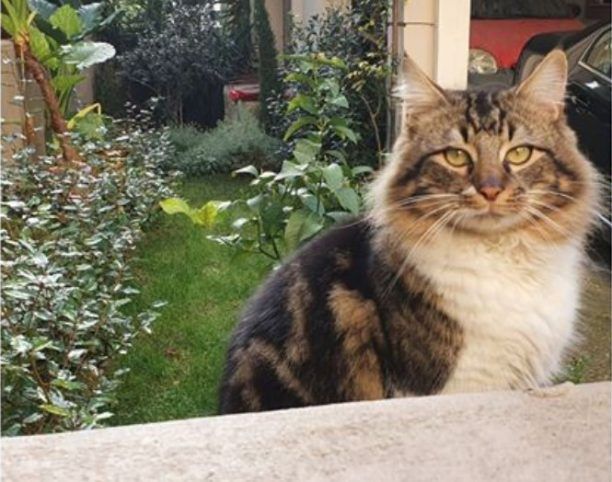 Βρέθηκε - Χάθηκε αρσενική γάτα στο Παλαιό Φάληρο Αττικής