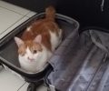 Βρέθηκε - Χάθηκε αρσενική γάτα στα Πευκάκια Αττικής