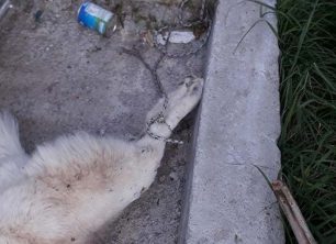 Σκύλος νεκρός γεμάτος αίματα με δεμένα τα πόδια βρέθηκε στα σκουπίδια στο Πέραμα Αττικής