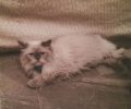 Χάθηκε αρσενική γάτα Περσίας στον Νέο Κόσμο Αττικής
