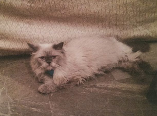 Χάθηκε αρσενική γάτα Περσίας στον Νέο Κόσμο Αττικής