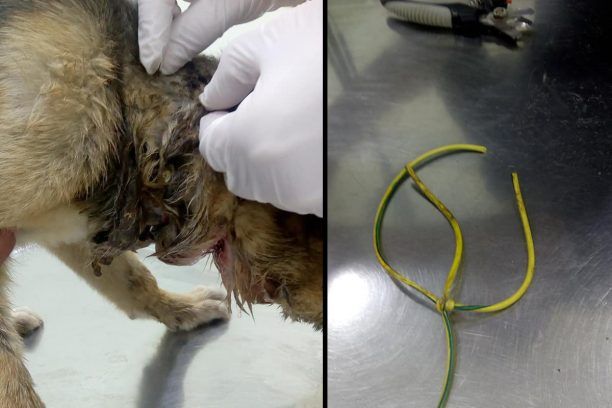 Πιερία: Διπλή θηλιά από καλώδιο και σπάγκο έκοψε τον λαιμό του κουταβιού