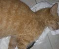 Κέρκυρα: Γάτα νεκρή από φόλα στους Πουλάδες