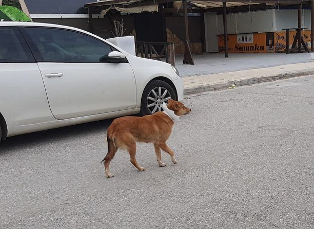 Σκύλος με «περιλαίμιο» από λάμπα φωτισμού περιφέρεται στη Ψάθα Μεγάρων