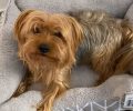 Χάθηκε σκύλος αρσενικό Γιορκσάιρ στη Νέα Φιλαδέλφεια Αττικής