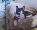 Χάθηκε θηλυκή ασπρόμαυρη γάτα στου Ψυρρή στην Αθήνα