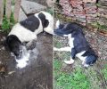 Ακόμα δύο σκυλιά δολοφονημένα με φόλες στο Σκλήθρο Φλώρινας