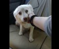 Πέλλα: Το σημάδι απ'το περιλαίμιο έδειξε πως ακόμα ένα οικόσιτο σκυλί εγκαταλείφθηκε (βίντεο)