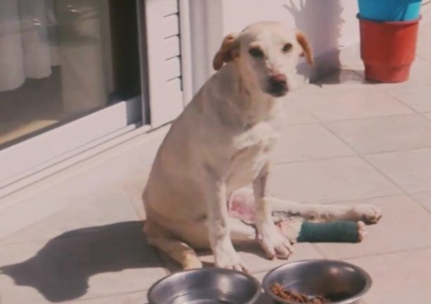 Έκκληση για τη φιλοξενία του σκύλου που χτυπήθηκε από όχημα στους Κωστακιούς Άρτας (βίντεο)