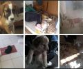Εννιά σκυλιά νεκρά από φόλες μέσα σε σπίτι στο χωριό Σωματάς Ρεθύμνου