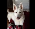 Βρέθηκε - Χάθηκε στειρωμένος θηλυκός σκύλος στα Ψαχνά Εύβοιας