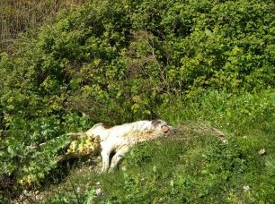 Έσερνε σκύλο με αγροτικό Ι.Χ. και πέταξε το πτώμα μόλις τον είδαν στη Βόνιτσα Αιτωλοακαρνανίας (βίντεο)