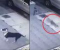 Αναζητούν τον άνδρα που αφήνει σκοπίμως τον σκύλο του να σκοτώνει γάτες και στον Υμηττό Αττικής (βίντεο)