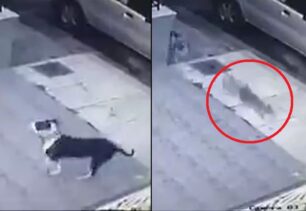 Αναζητούν τον άνδρα που αφήνει σκοπίμως τον σκύλο του να σκοτώνει γάτες και στον Υμηττό Αττικής (βίντεο)