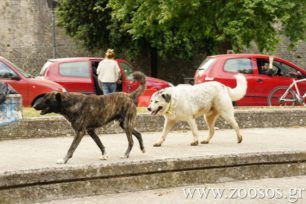 Το Υπουργείο Εσωτερικών δίνει 1.400.000 ευρώ σε 244 δήμους για δράσεις αποκλειστικά για τ’ αδέσποτα