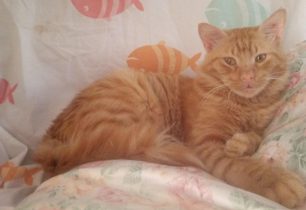 Βρέθηκε - Χάθηκε αρσενική γάτα κοντά στον Άγιο Παντελεήμονα στην Αθήνα