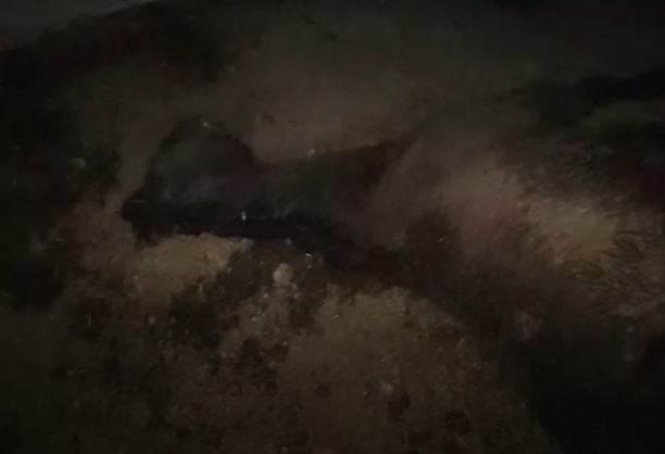 Δράμα: Άλογο νεκρό, πιθανότατα δηλητηριασμένο μέσα σε κτήμα στο Καλαμπάκι (βίντεο)