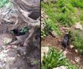 Κρήτη: Δεκάδες άγρια πτηνά νεκρά στο Αμάρι Ρεθύμνου ίσως από φόλες