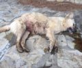 Σκυλίτσα ετοιμόγεννη νεκρή από φόλα στο Αμύνταιο Φλώρινας