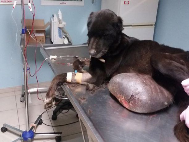 Έκκληση για να καλυφθεί το κόστος χειρουργείου σκύλου με τεράστιο όγκο που ζει στον Άρατο Ροδόπης